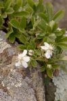 Sibbaldiopsis tridentata (Ait.) Rydb.