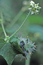 Sicyos angulatus L.