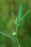 Sida elliottii Torrey & Gray var. elliottii