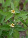 Sida rhombifolia L. var. rhombifolia