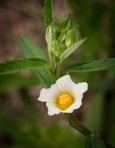Sida rhombifolia L. var. rhombifolia
