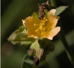 Sida spinosa L.