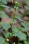 Sida spinosa L.