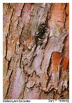 Sideroxylon lycioides L.