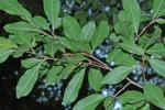 Sideroxylon lycioides L.