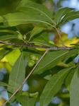 Sideroxylon lycioides L.