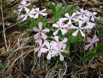 Silene caroliniana Walt. var. pensylvanica (Michx.) Fernald