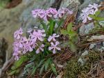 Silene caroliniana Walt. var. pensylvanica (Michx.) Fernald