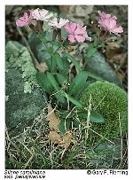 Silene caroliniana Walt. var. pensylvanica (Michx.) Fernald