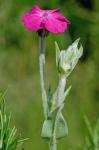 Silene coronaria (L.) Clairville