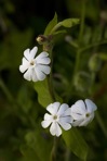 Silene latifolia Poir.