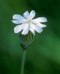 Silene latifolia Poir.