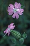 Silene latifolia Poir.