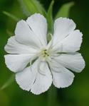 Silene latifolia Poir.