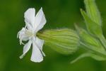 Silene latifolia Poir.