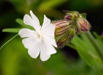 Silene noctiflora L.