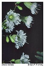 Silene stellata (L.) Ait.  f.