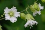 Silene stellata (L.) Ait.  f.