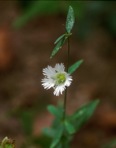 Silene stellata (L.) Ait.  f.