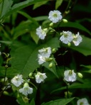 Silene stellata (L.) Ait.  f.
