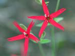 Silene virginica L.