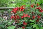 Silene virginica L.