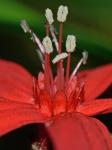 Silene virginica L.