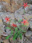 Silene virginica L.