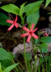 Silene virginica L.