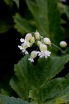 Silene vulgaris (Moench) Garcke