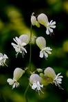 Silene vulgaris (Moench) Garcke