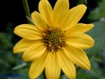 Silphium asteriscus L. var. asteriscus