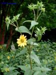 Silphium asteriscus L. var. asteriscus