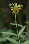 Silphium asteriscus L. var. trifoliatum (L.) Clevinger