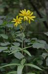 Silphium asteriscus L. var. trifoliatum (L.) Clevinger