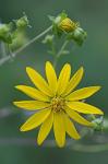 Silphium asteriscus L. var. trifoliatum (L.) Clevinger