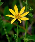 Silphium asteriscus L. var. asteriscus