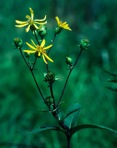 Silphium asteriscus L. var. trifoliatum (L.) Clevinger