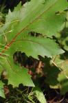 Silphium compositum Michx. var. compositum