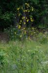 Silphium compositum Michx. var. compositum