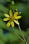 Silphium compositum Michx. var. compositum