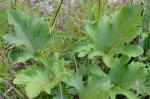 Silphium compositum Michx. var. compositum
