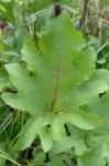 Silphium compositum Michx. var. compositum