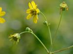 Silphium compositum Michx. var. compositum