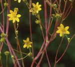 Silphium compositum Michx. var. compositum
