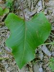 Silphium compositum Michx. var. reniforme (Raf. ex Nutt.) Torr. & Gray