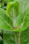 Silphium connatum L.
