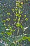 Silphium connatum L.