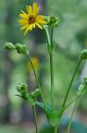 Silphium perfoliatum L.