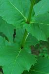 Silphium perfoliatum L.